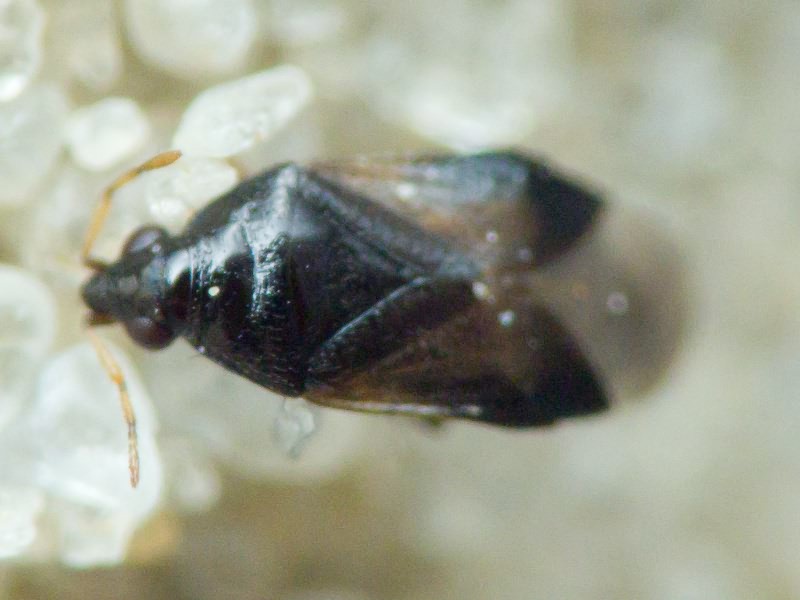 Anthocoridae Fieber, 1837